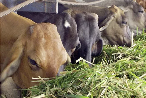 Luis Alejandro Sampayo Cabada