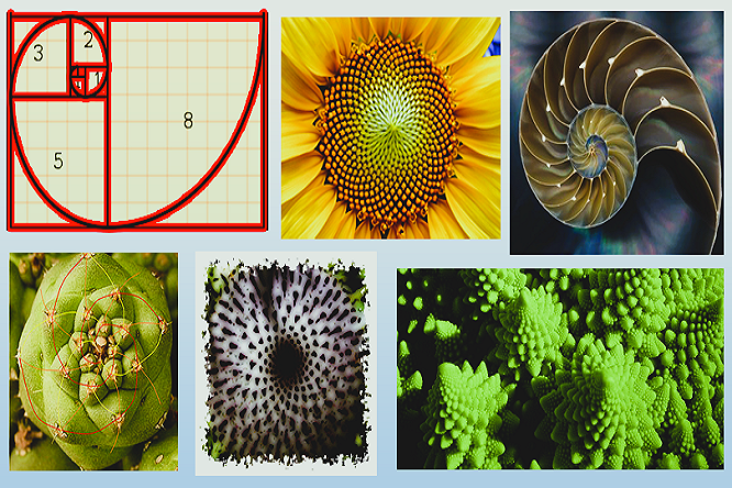 Oswaldo Karam Maciá - La magia de la sucesión de Fibonacci; El código secreto de la naturaleza - FOTO